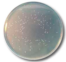 Enterococcus faecalis ATCC 19433 Escherichia coli ATCC 25922. 